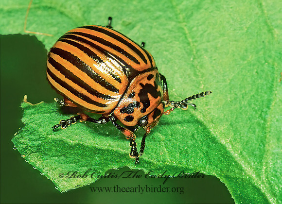 Leptinotarsa decimlineata COLORADO POTATO BEETLE 69901z
