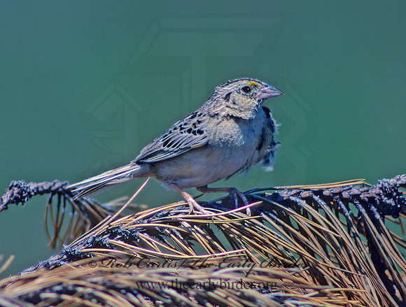 Ammodramus savannarum  GRASSHOPPER SPARROW 30118z