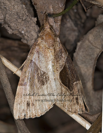 Hypena manalis  FLOWING-LINE HYPENA 6012299 z