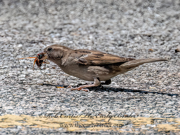 Passer domesticus HOUSE SPARROW 3043727z