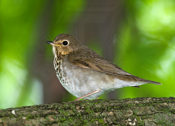 Catharus ustulatus  SWAINSON'S THRUSH 8013853z