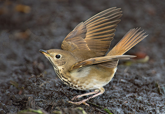 Catharus guttatus  HERMIT THRUSH 9005228z