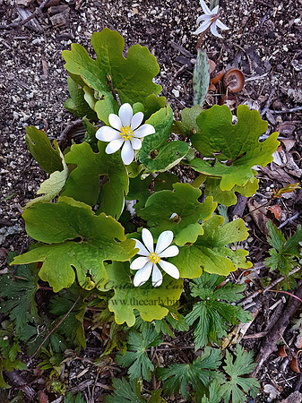 Sanguinaria canadensis  BLOODROOT  2001223z