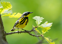Setophaga magnolia MAGNOLIA WARBLER 9046138z