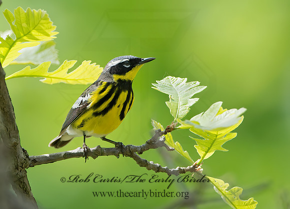 Setophaga magnolia  MAGNOLIA WARBLER 9046138z