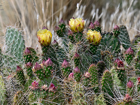 Opuntia polyacantha  STARVATION PRICKLY-PEAR 3016493z