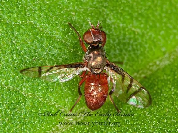 Rivellia quadrifasciata  SOYBEAN NODULE FLY~  3015431z