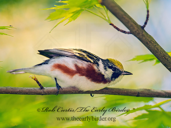 Setophaga pennsylvanica  CHESTNUT-SIDED WARBLER 9001144z