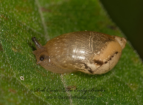 Novisuccinea ovalis~  AMBER SNAIL 9041835z