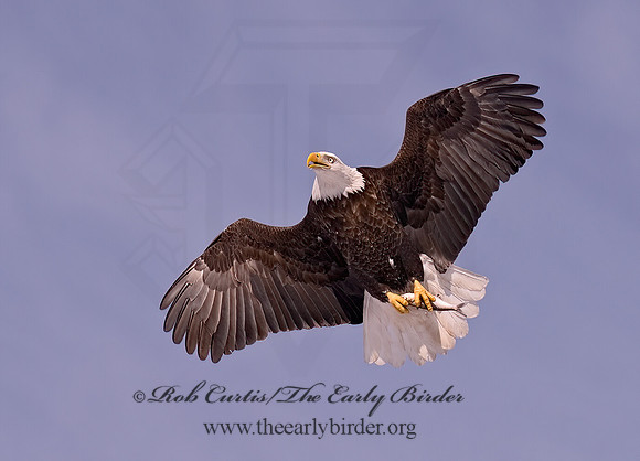 Haliaeetus leucocephalus  BALD EAGLE 6020673z
