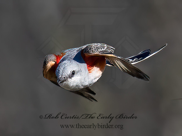 Tyrannus forficatus SCISSOR-TAILED FLYCATCHER 9091835z