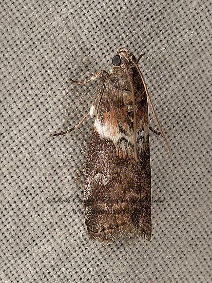 Salebriaria rufimaculatella~  PHYCITINI PYRALID MOTH 9048570z