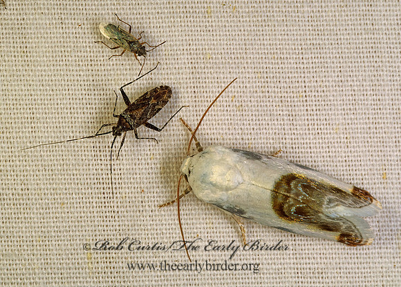 Acontia cretata CHALKY BIRD-DROPPING MOTH 94530-1z