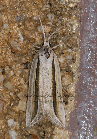 Doryodes  EUCLIDIINI OWLET MOTH 7003048z