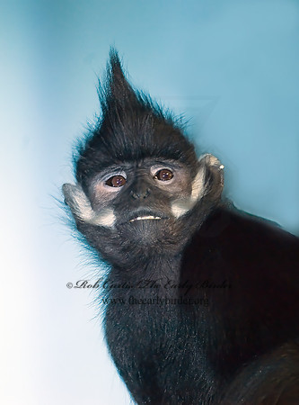 Trachypithecus francosis  FRANCOIS' LANGUR 6018530z