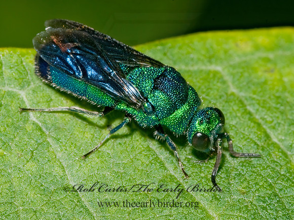 Chrysis angolensis 3009000z