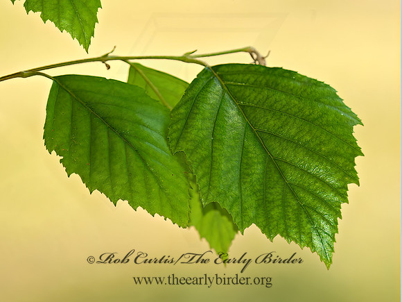 Betula nigra  RIVER BIRCH 5009989 z