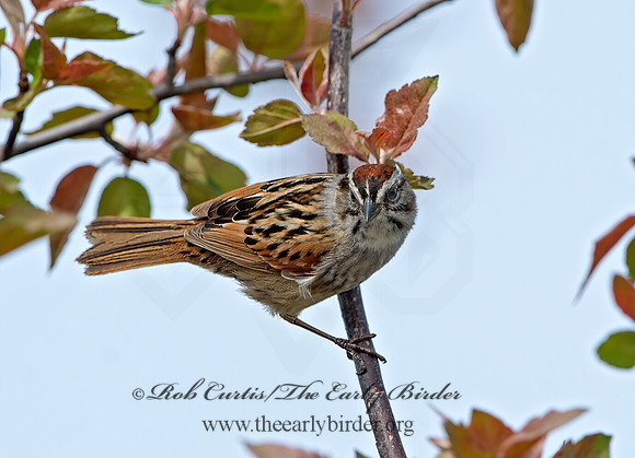 Melospiza georgiana  SWAMP SPARROW 9042999z