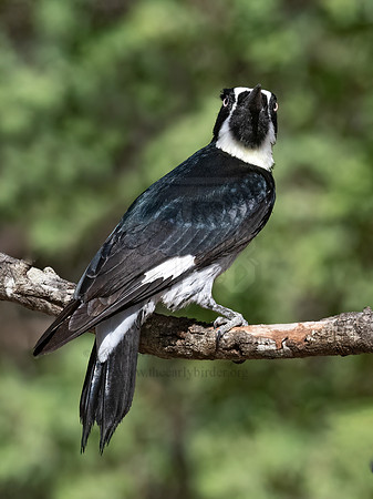 Melanerpes formicivorus  ACORN WOODPECKER 3038103z