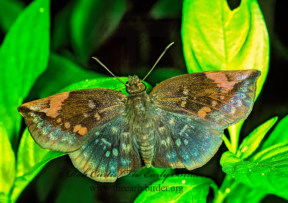 Eantis tamenund  SICKLE-WINGED SKIPPER 69824z