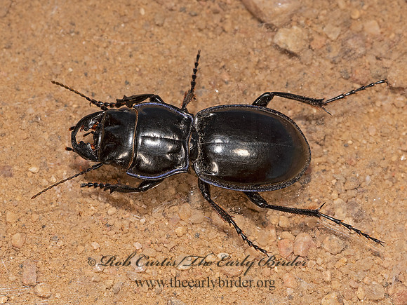 Pasimachus elongatus  PEDUNCULATE GROUND BEETLE 3025825z