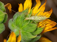 Oecanthus argentinus~  PRAIRIE TREE CRICKET 3023263z