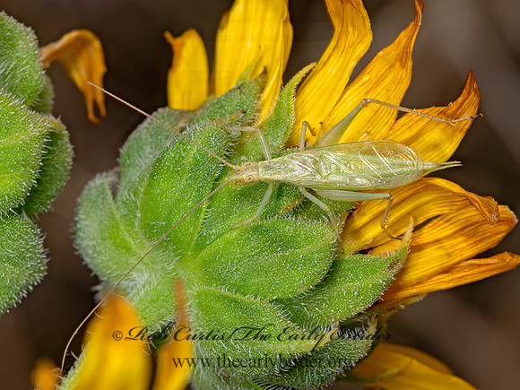 Oecanthus argentinus~  PRAIRIE TREE CRICKET 3023263z