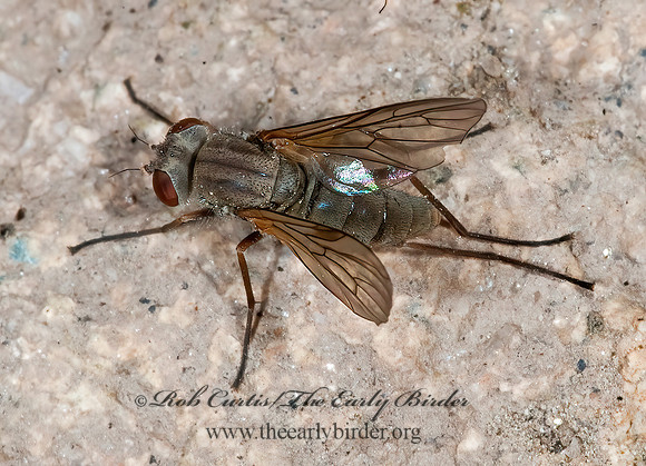 Symphoromyia  SNIPE FLY 7010059z
