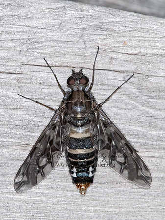 Xenox tigrinus  ANTHRACINI BEE FLY 6010906z