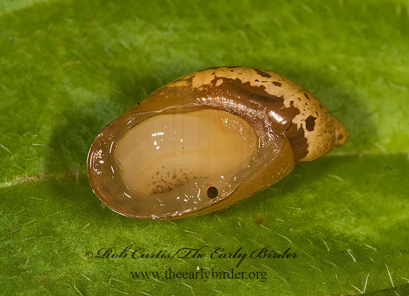 Oxyloma sp  SUCCINEID SNAIL 8016997z