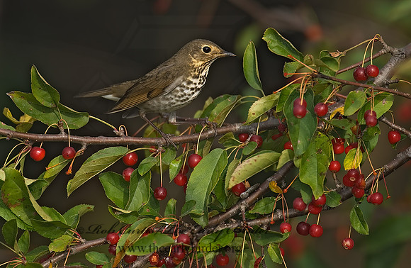 Catharus ustulatus  SWAINSON'S THRUSH 7012892z