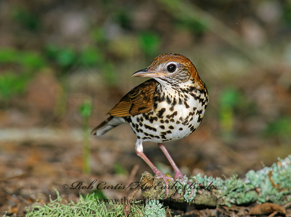 Hylocichla mustelina WOOD THRUSH 186004z