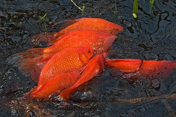 Cyprinus carpio  KOI 5004864z