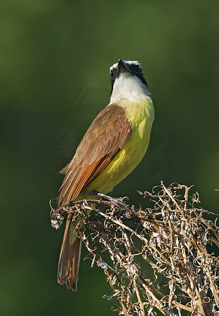 Pitangus sulphuratus  GREAT KISKADEE 7005756z