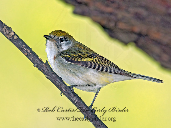 Setophaga pennsylvanica  CHESTNUT-SIDED WARBLER 3007327z