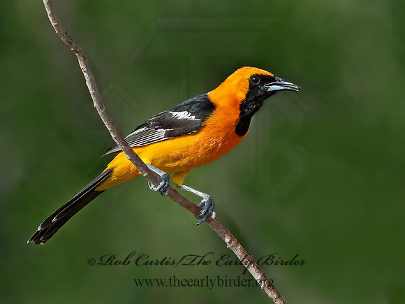 Icterus cucullatus  HOODED ORIOLE 3034423z