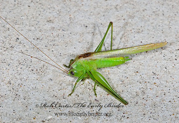 Conocephalus fasciatus fasciatus 6024246z