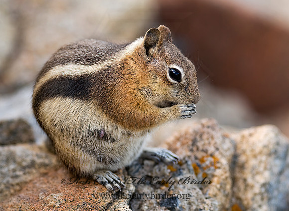 Callospermophilus lateralis  GOLDEN MANTLED SQUIRREL 6027377z
