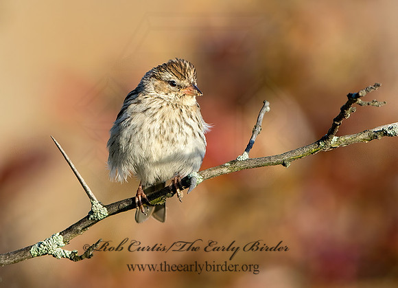 Spizella passerina  CHIPPING SPARROW 9025621z