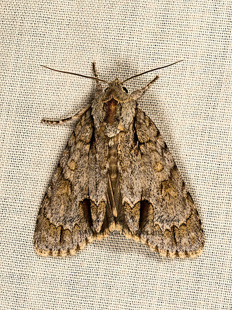 Acronicta morula  OCHRE DAGGER MOTH 9048639z
