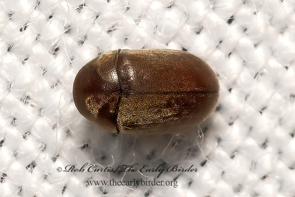 Tricorynus  PTINID BEETLE 3032073z