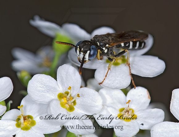 Philanthus politus  BEEWOLF WASP 6012097z