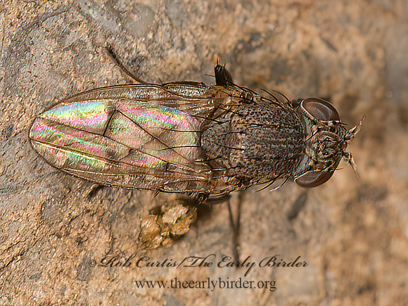 Paralimna punctipennis  SHORE FLY 9048906z