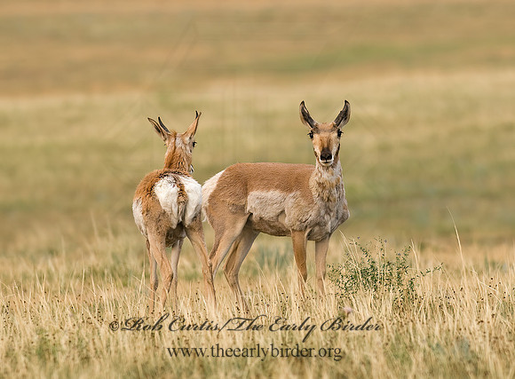 Antilocapra americana  PRONGHORN 6027877z