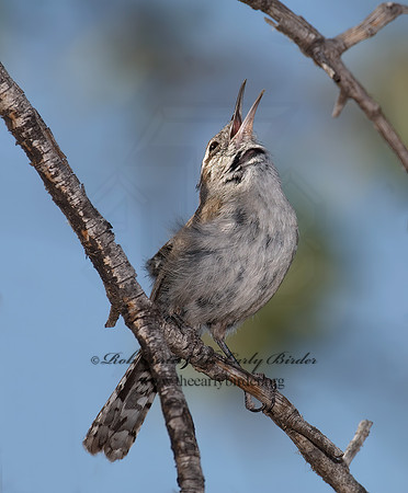 Thyromanes bewickii  BEWICK'S WREN 7008783z
