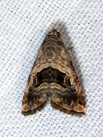 Tripudia quadrifera HARP-WINGED TRIPUDIA 3039317z