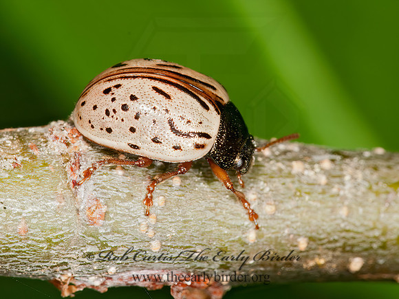 Calligrapha philadelphica  DOGWOOD CALLIGRAPHA 3013628z