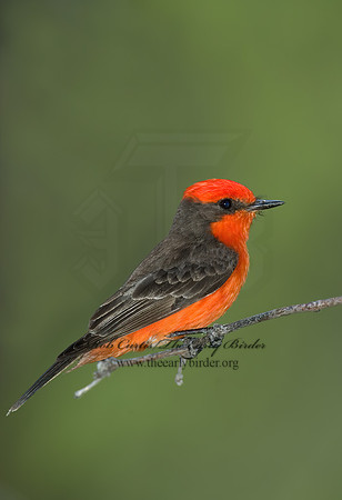 Pyrocephalus rubinus  VERMILION FLYCATCHER 5005285Z