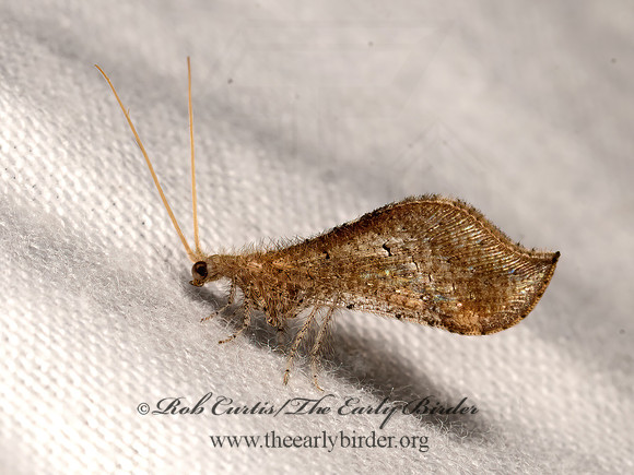 Lomamyia squamosa  BEADED LACEWING 3040155z