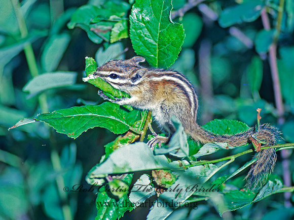 Neotamias minimus  LEAST CHIPMUNK 30712z
